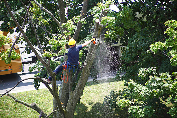 Lawn Pest Prevention in Kings Bay Base, GA